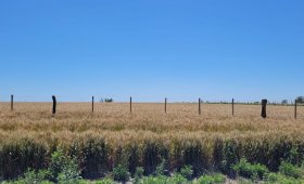 35 ha. Caseros, Dto. Uruguay